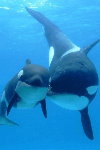 Photo:  Killer whales